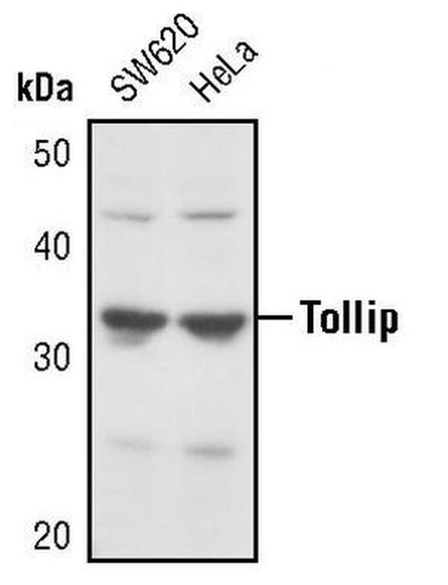 TOLLIP Antibody in Western Blot (WB)