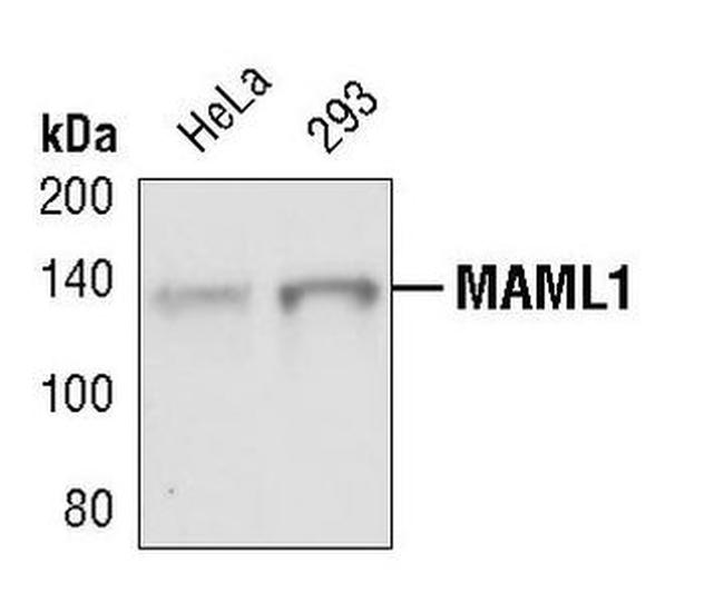 MAML1 Antibody in Western Blot (WB)