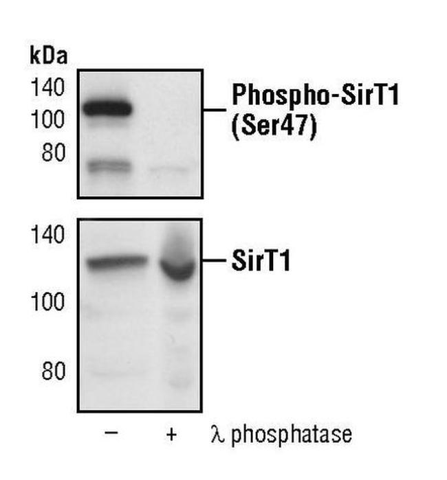 Phospho-SIRT1 (Ser47) Antibody in Western Blot (WB)