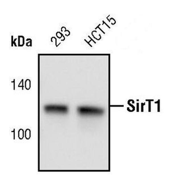 SIRT1 Antibody in Western Blot (WB)