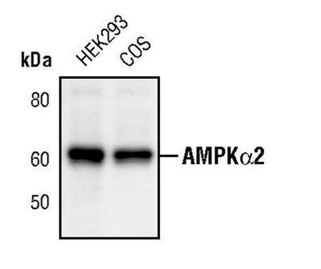 AMPK alpha-2 Antibody in Western Blot (WB)