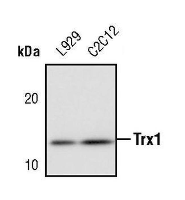 Thioredoxin 1 Antibody in Western Blot (WB)