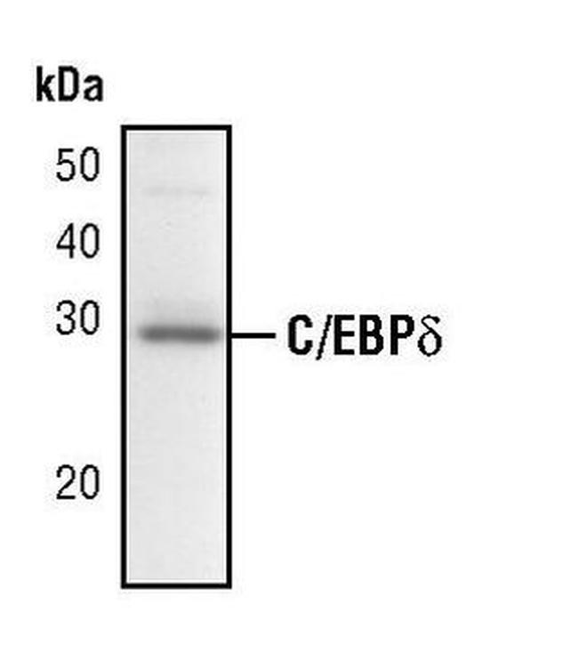 C/EBP delta Antibody in Western Blot (WB)