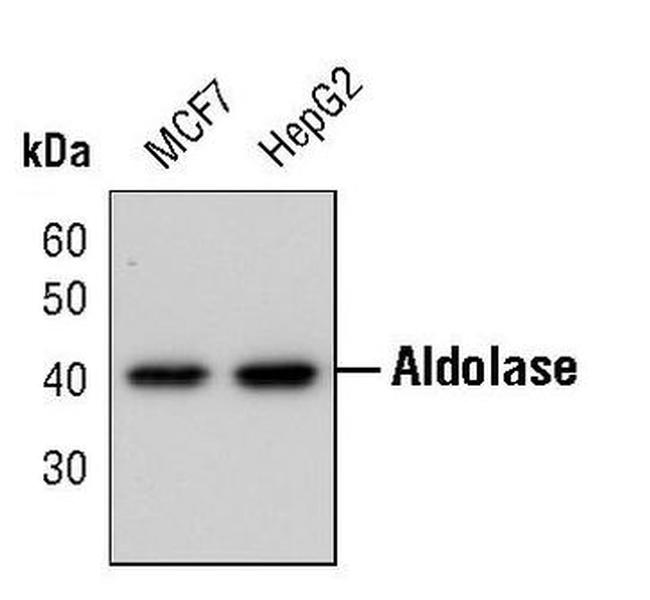 Aldolase A Antibody in Western Blot (WB)