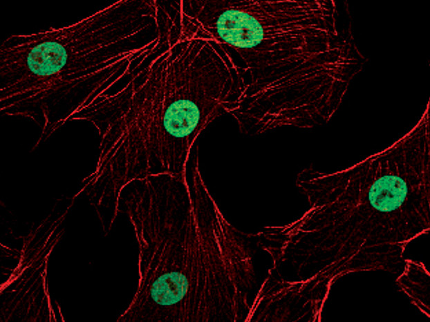 H3K4me1 Antibody in Immunocytochemistry (ICC/IF)