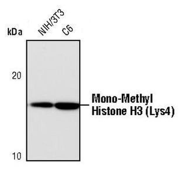 H3K4me1 Antibody in Western Blot (WB)