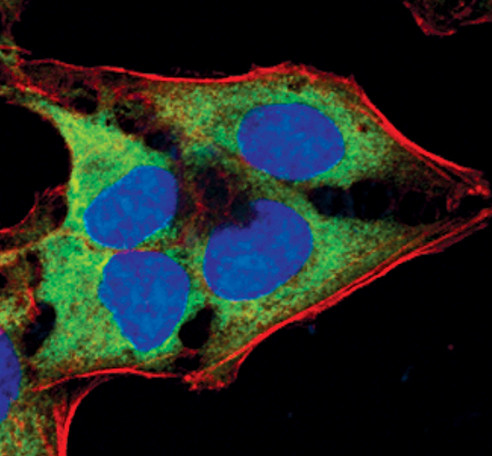 eIF4G Antibody in Immunocytochemistry (ICC/IF)