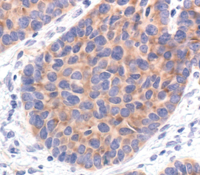 eIF4G Antibody in Immunohistochemistry (Paraffin) (IHC (P))