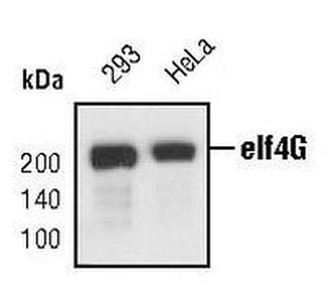 eIF4G Antibody in Western Blot (WB)