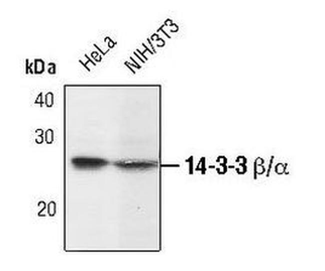 14-3-3 beta Antibody in Western Blot (WB)