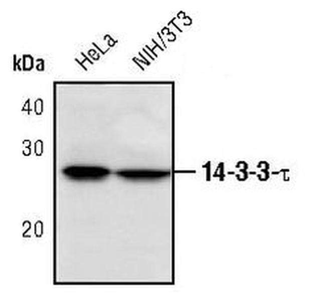 14-3-3 theta Antibody in Western Blot (WB)