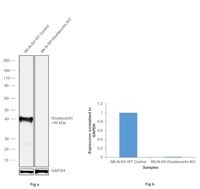 Doublecortin Antibody in Western Blot (WB)