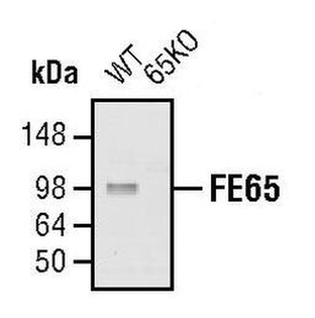 FE65 Antibody in Western Blot (WB)