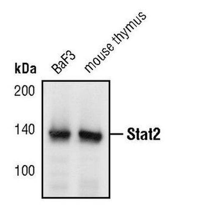 STAT2 Antibody in Western Blot (WB)