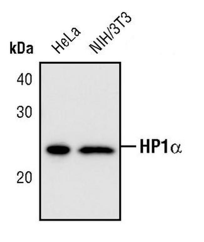 HP1 alpha Antibody in Western Blot (WB)