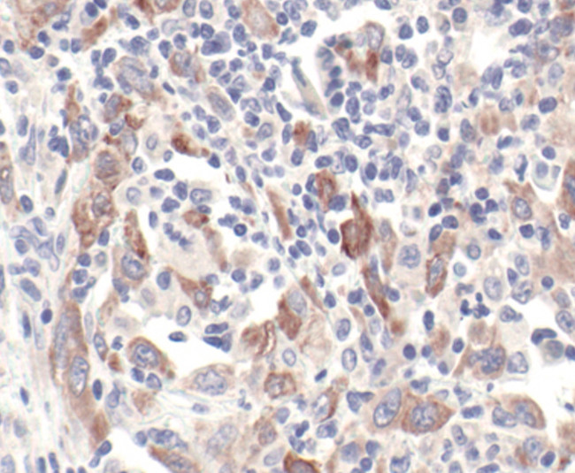 GBL Antibody in Immunohistochemistry (Paraffin) (IHC (P))