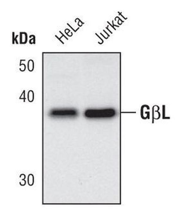 GBL Antibody in Western Blot (WB)