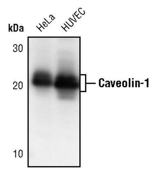 Caveolin 1 Antibody in Western Blot (WB)