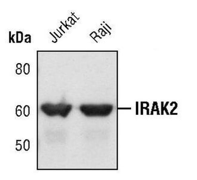 IRAK2 Antibody in Western Blot (WB)