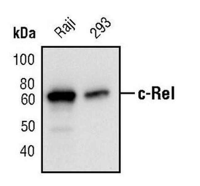 c-Rel Antibody in Western Blot (WB)