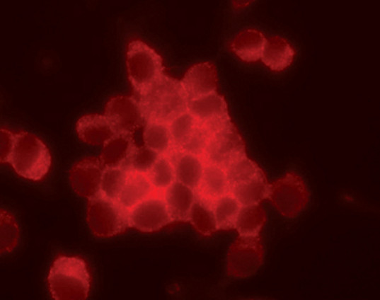 c-Cbl Antibody in Immunocytochemistry (ICC/IF)