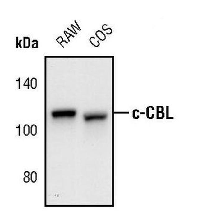 c-Cbl Antibody in Western Blot (WB)