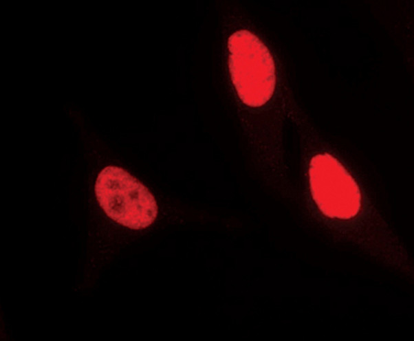 Ku80 Antibody in Immunocytochemistry (ICC/IF)