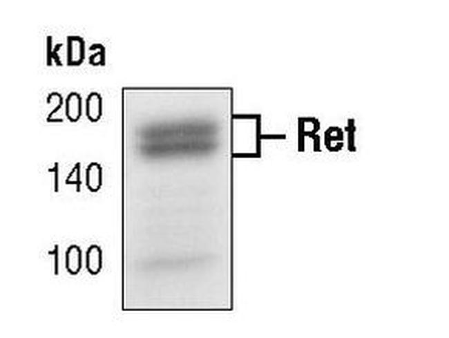 RET Antibody in Western Blot (WB)