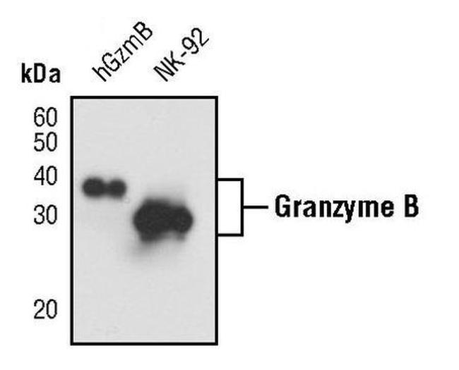 Granzyme B Antibody in Western Blot (WB)