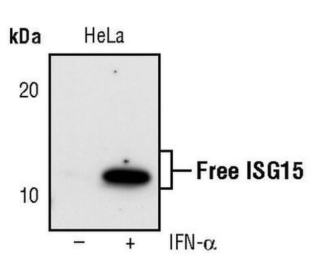 ISG15 Antibody in Western Blot (WB)