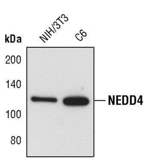 NEDD4 Antibody in Western Blot (WB)