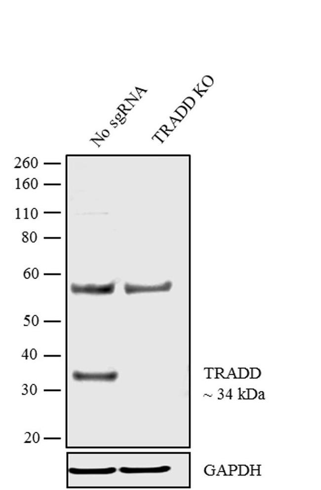 TRADD Antibody in Western Blot (WB)