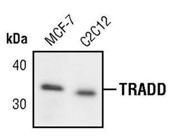 TRADD Antibody in Western Blot (WB)