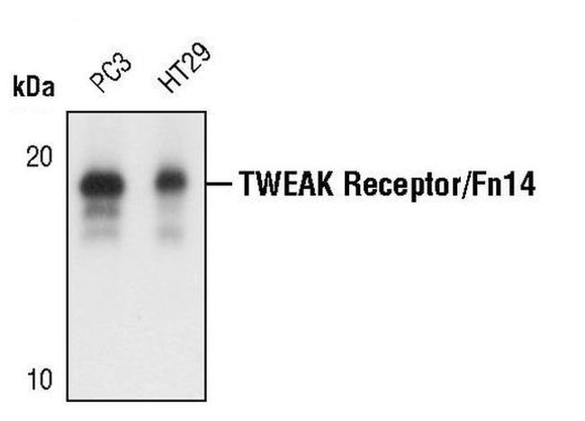 CD266 Antibody in Western Blot (WB)