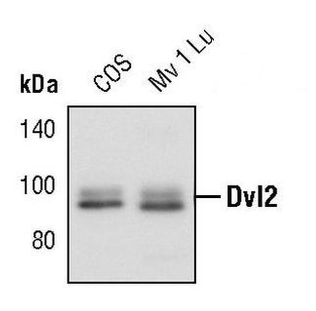 DVL2 Antibody in Western Blot (WB)