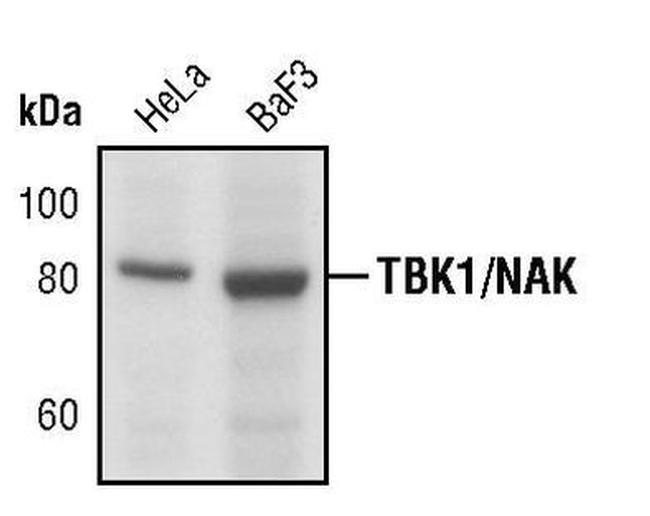 TBK1 Antibody in Western Blot (WB)