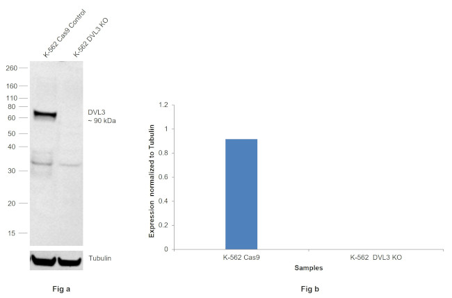 DVL3 Antibody in Western Blot (WB)