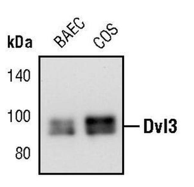 DVL3 Antibody in Western Blot (WB)