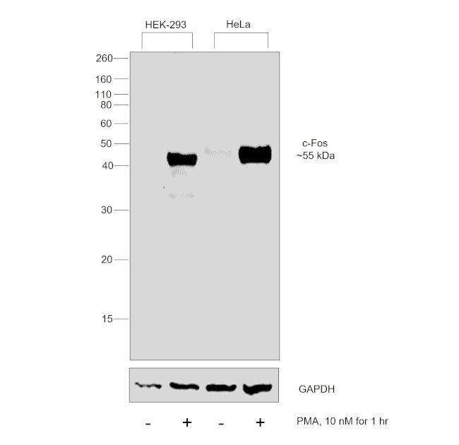 c-Fos Antibody in Western Blot (WB)