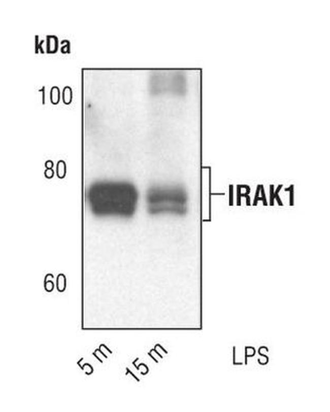 IRAK1 Antibody in Western Blot (WB)