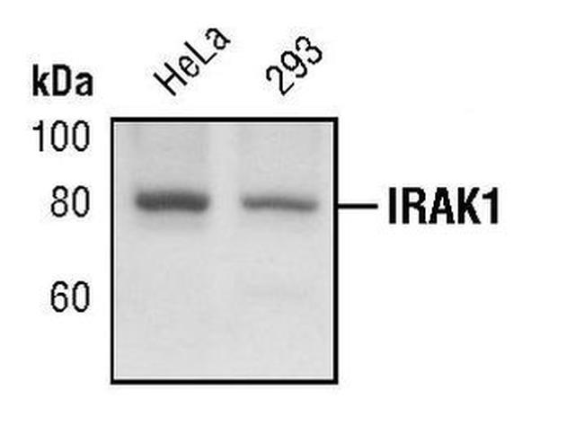 IRAK1 Antibody in Western Blot (WB)