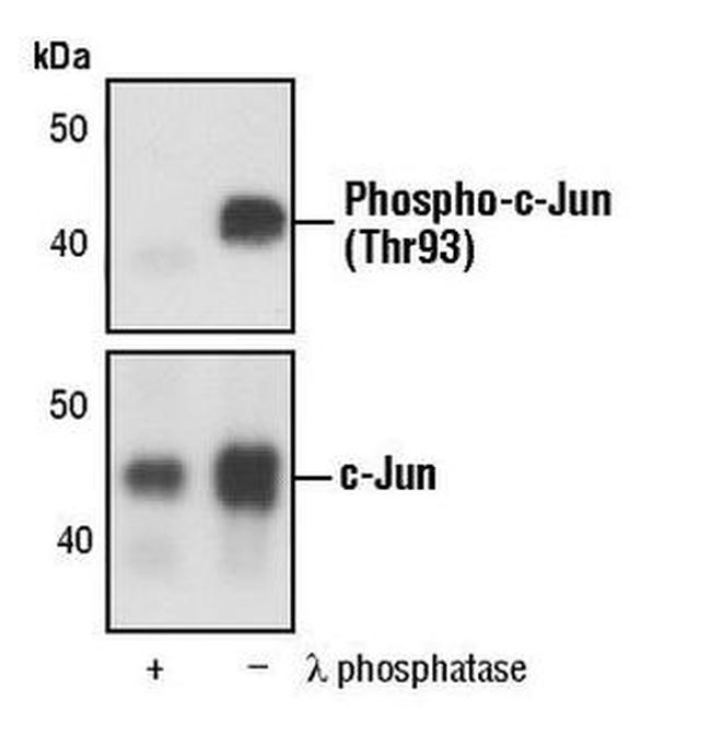 Phospho-c-Jun (Thr93) Antibody in Western Blot (WB)
