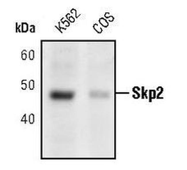 SKP2 Antibody in Western Blot (WB)