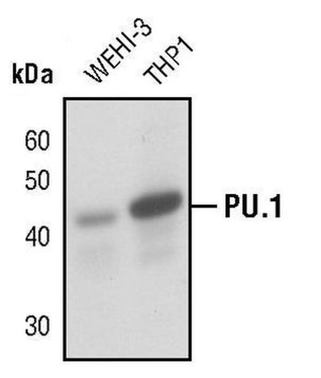 PU.1 Antibody in Western Blot (WB)