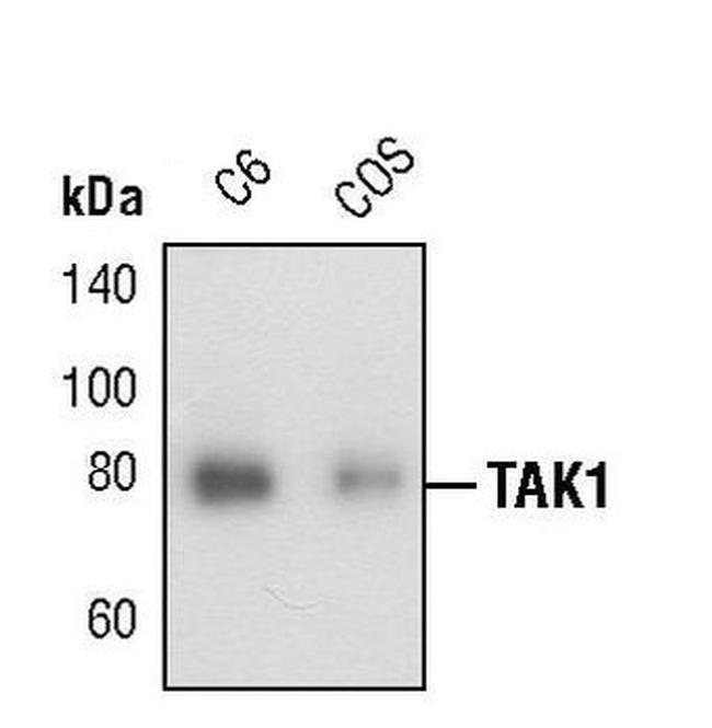 TAK1 Antibody in Western Blot (WB)