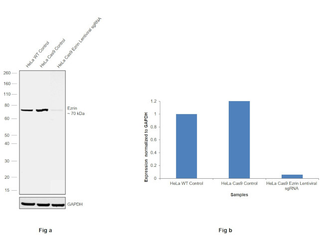 Ezrin Antibody