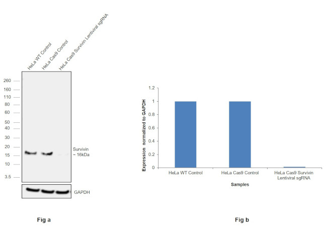 Survivin Antibody