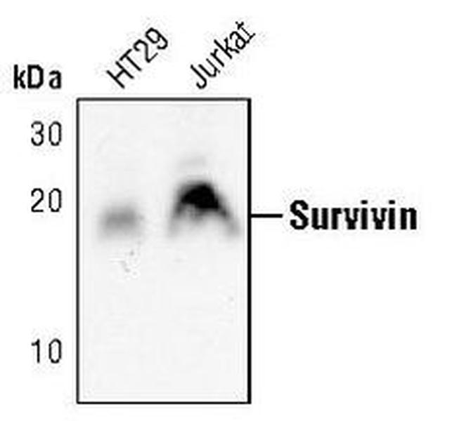 Survivin Antibody in Western Blot (WB)