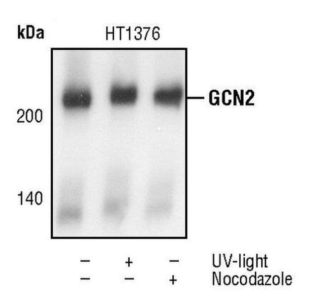 GCN2 Antibody in Western Blot (WB)