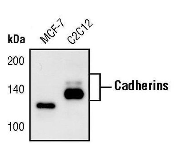 N-cadherin Antibody in Western Blot (WB)